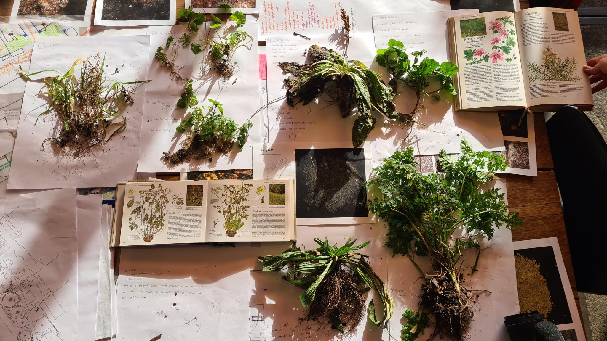 Foto van rapport Rooted in Soil (Thomas et al., 2026)