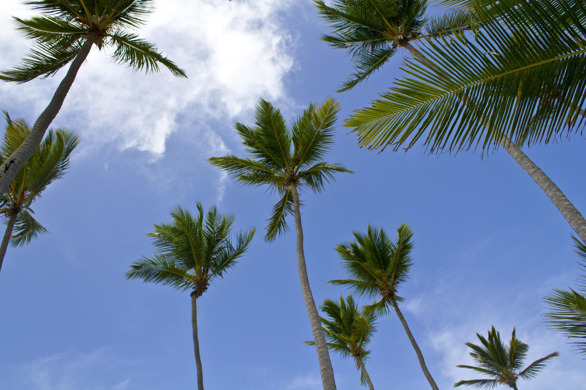 Carribean