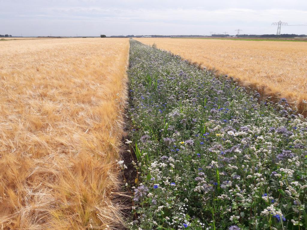 bloemenstrook in perceel