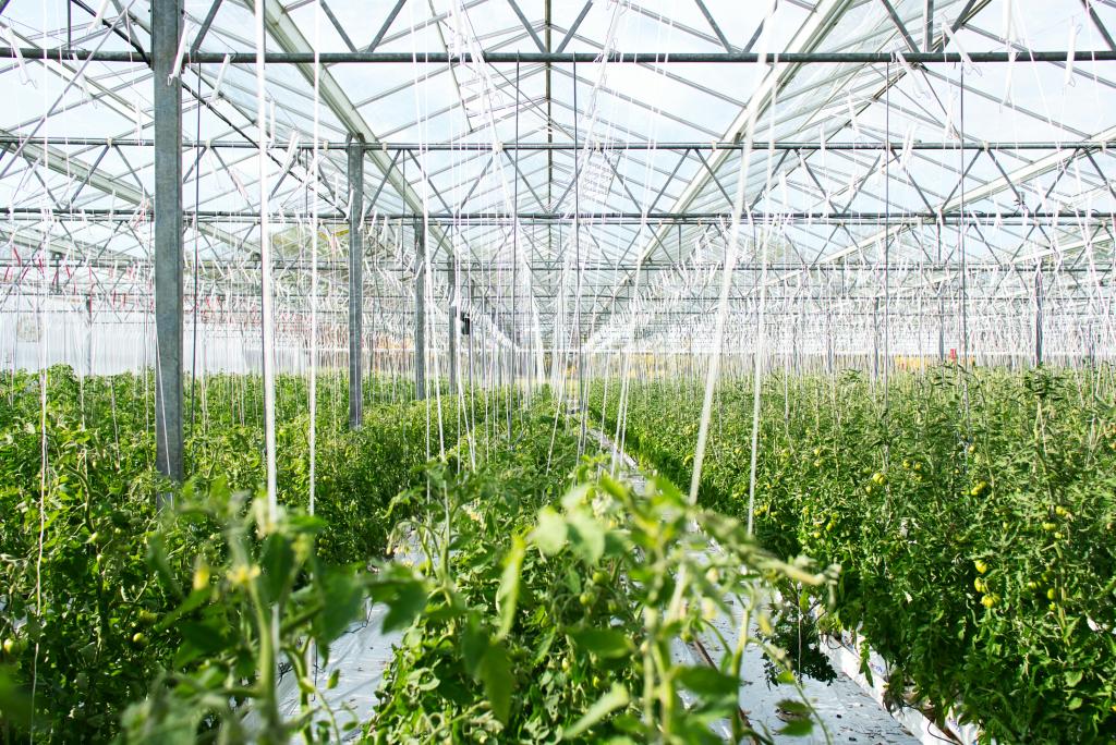Energy-Efficient Horticulture through Circular Practices