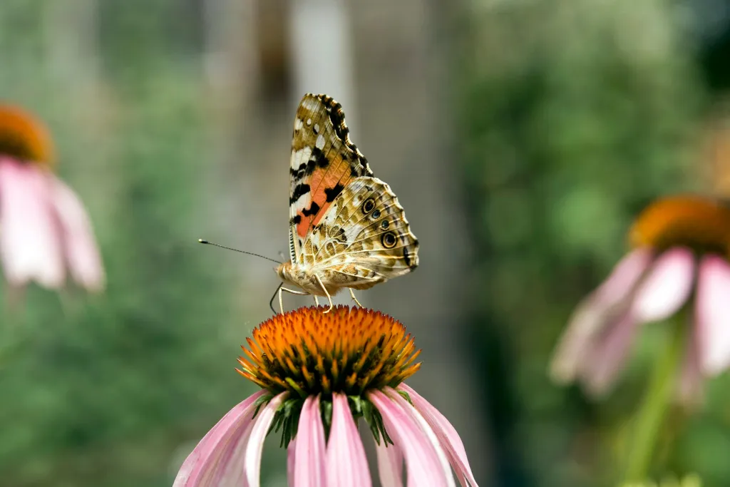 vlinder op bloem