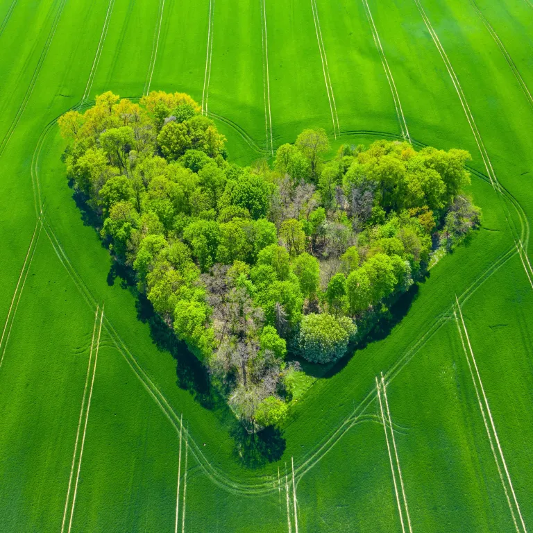 groener hart
