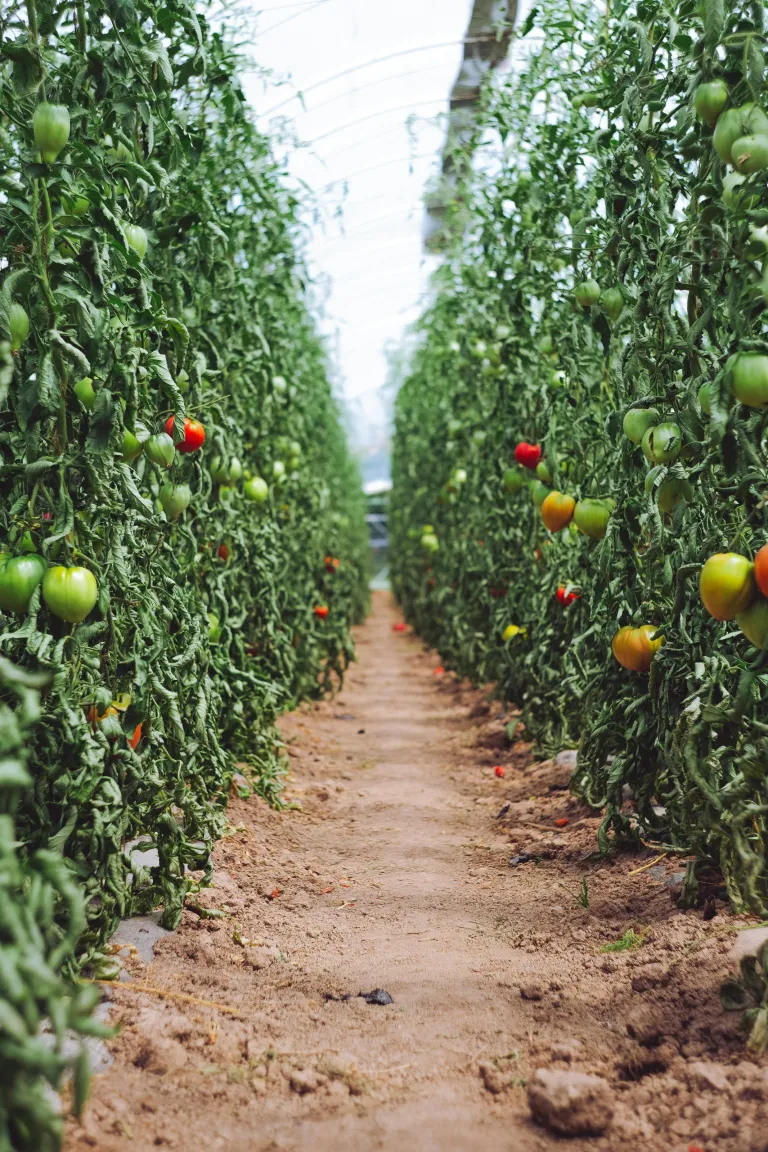 tomatoes