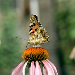 Vlinder op een bloem