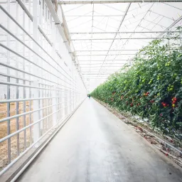 tuinbouw