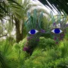 Anima Garden